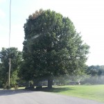 Franklin Tennessee has the such beautiful trees.
